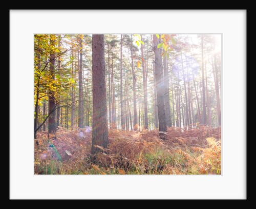 Sun rays in forest by Assaf Frank